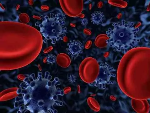 Szpik kostny – jak pracuje „fabryka” krwinek?